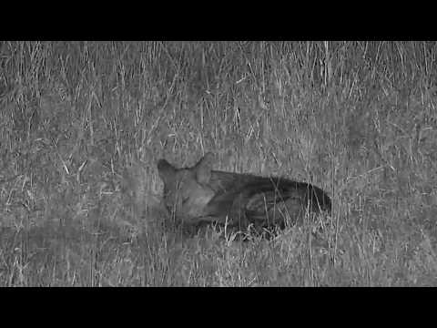 Djuma: Side-striped Jackal sleeping - 19:05 - 05/17/19