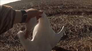preview picture of video 'Snow Goose Hunting 2015'