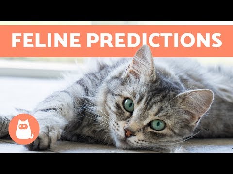 7 Things Cats Can Predict - YouTube