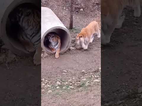 Tiger vs Liger Fight. Tiger attack #tigers #shorts