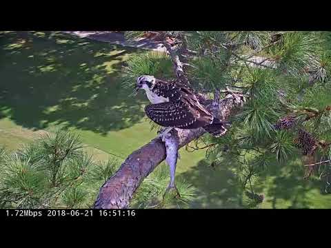 Juvenile Osprey Keeps Its Footing, And Its Fish! – June 21, 2018