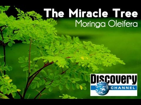 Discovery Channel - Moringa Oleifera