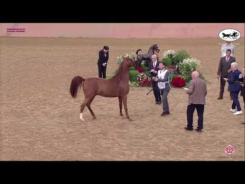 N 346 MASHHOOR M   Doha International Arabian Horse Show 2023   Stallions 4 6 Years Old Class 10
