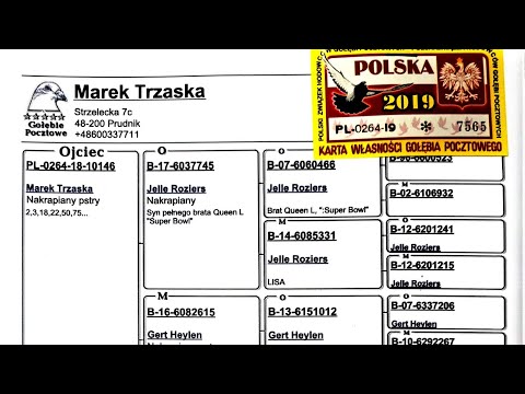 World famous Electro bloodline.Combination of Jelle Roziers × Marek Trzaska(@Alphapigeonsloft-gn2vj 