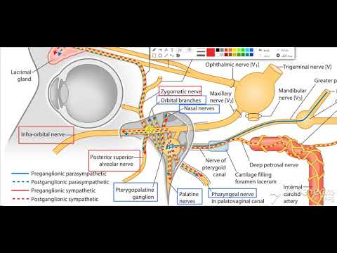 pterygopalatine ganglion 10