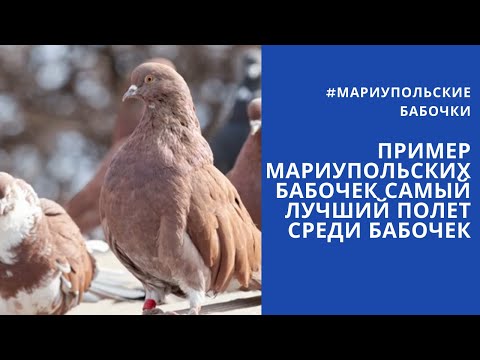 ПРИМЕР МАРИУПОЛЬСКИХ БАБОЧЕК САМЫЙ ЛУЧШИЙ ПОЛЕТ СРЕДИ БАБОЧЕК