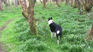 preview picture of video '#Canna #Collie Saunters 1'