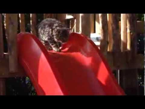 Die Katze auf der Rutsche - Cat on a slide