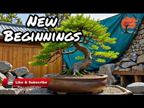 Larch Bonsai: The Art of Repotting and Styling