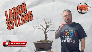 Larch Bonsai Repotting and Styling