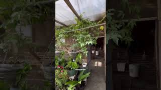 Download lagu Eindu is a journey🌱 #gardening #plant cultivation #garden #how to care for plants #farming mp3