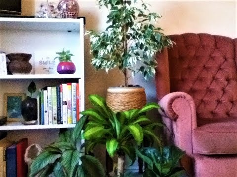 House plant Tour 2018,part 2, Living Room/Kitchen.
