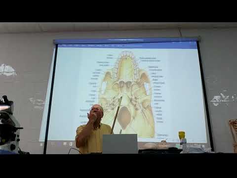 Anatomy of head & neck 8 ( Skull , part 8 , norma basalis externa ) , by Dr. Wahdan