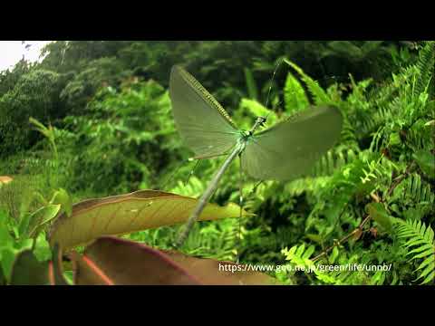 フィルムトビナナフシの飛翔