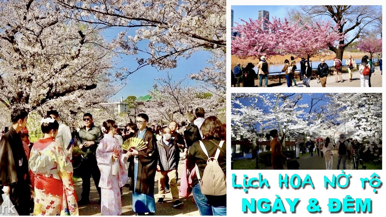 Du lịch Nhật Bản ngắm hoa Anh Đào | Tất tần tật thời điểm hoa nở đẹp nhất ở công viên Ueno Tokyo