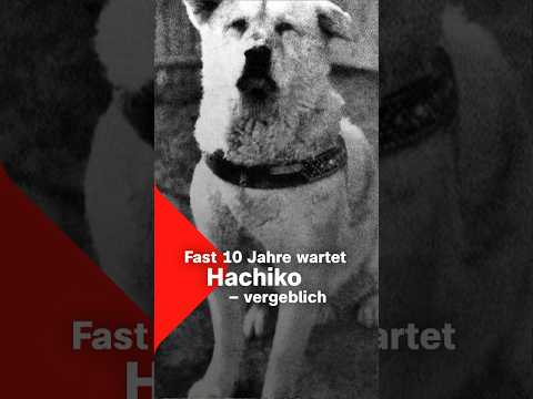 Hachiko - der treuste Hund der Welt? | Terra X
