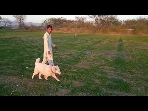 Siberian husky fresh mood