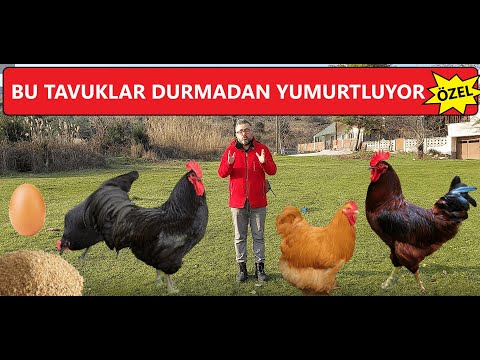 , title : 'YUMURTA VERİMİ EN YÜKSEK TAVUKLAR | BU TAVUK BEŞ SENE YUMURTLUYOR | YILDA 364 YUMURTA | #köyhayatı'