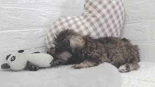 ハーフ犬の動画01