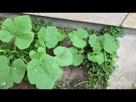 スパゲッティスカッシュ 植物