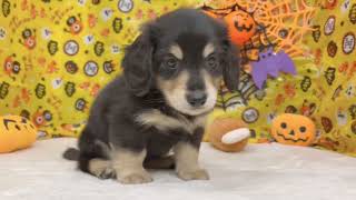 ミニチュアダックスの動画01