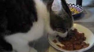 CAT SAYS YUMMY Video