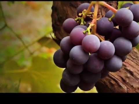 Alabemos video