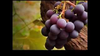 Alabemos, Exaltemos. Marcos Barrientos