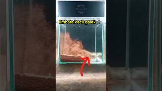 Download lagu ikan channa limbata mangap galak #channa #channalimbatamangap #beranda #ikan #channalimbata ##shorts mp3