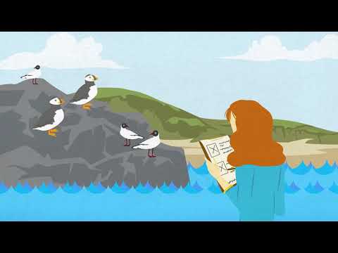 Marine birds are in trouble in the North-East Atlantic