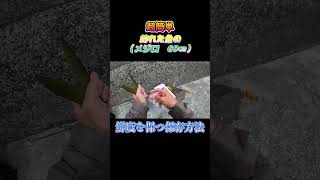 超簡単！釣った魚（メジロ　69㎝）を鮮度を保つ方法で保存してみた。#shorts #釣り #ショアジギング