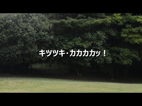 教育学科 八雲立つ風土記の丘たより2019　キツツキ・カカカカッ！ #八雲立つ風土記の丘 #古墳 #出雲 #しまね