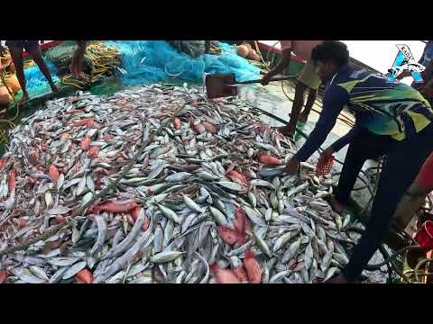 Amazing Automatic Longline Fishing Net Catch Giant Fish | KadalTV