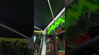Amazon Lounge Bar