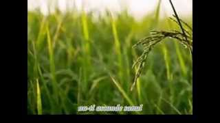 Lucio Battisti-Dove arriva quel cespuglio(subtitrat)