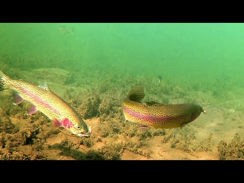 How to Catch Trout with a Drop Shot - Underwater Trout Strikes and Reactions