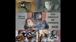 La vidéo bilan de l'année 2021 pour les oiseaux de Théding