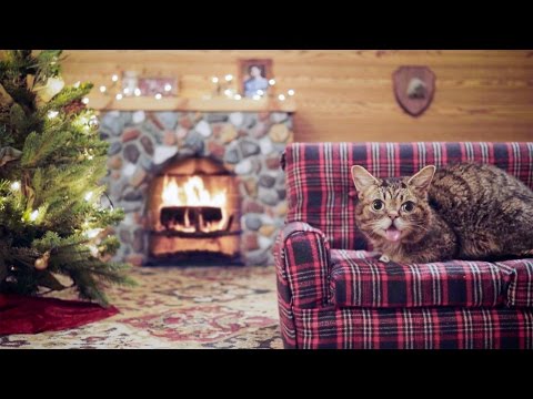 Lil BUB's Very MOST Magical Yule Log Video