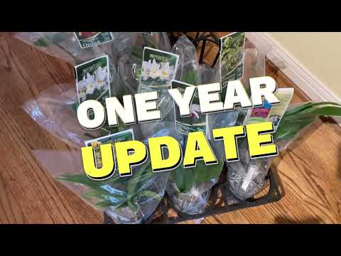 Lowe's Bag Baby Orchids Unwrapping - One Year Update