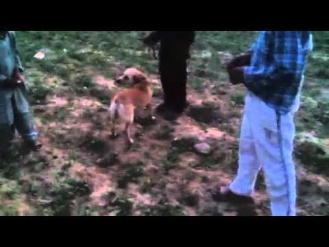 Gurha bajjer village young boys play with donky and dog .