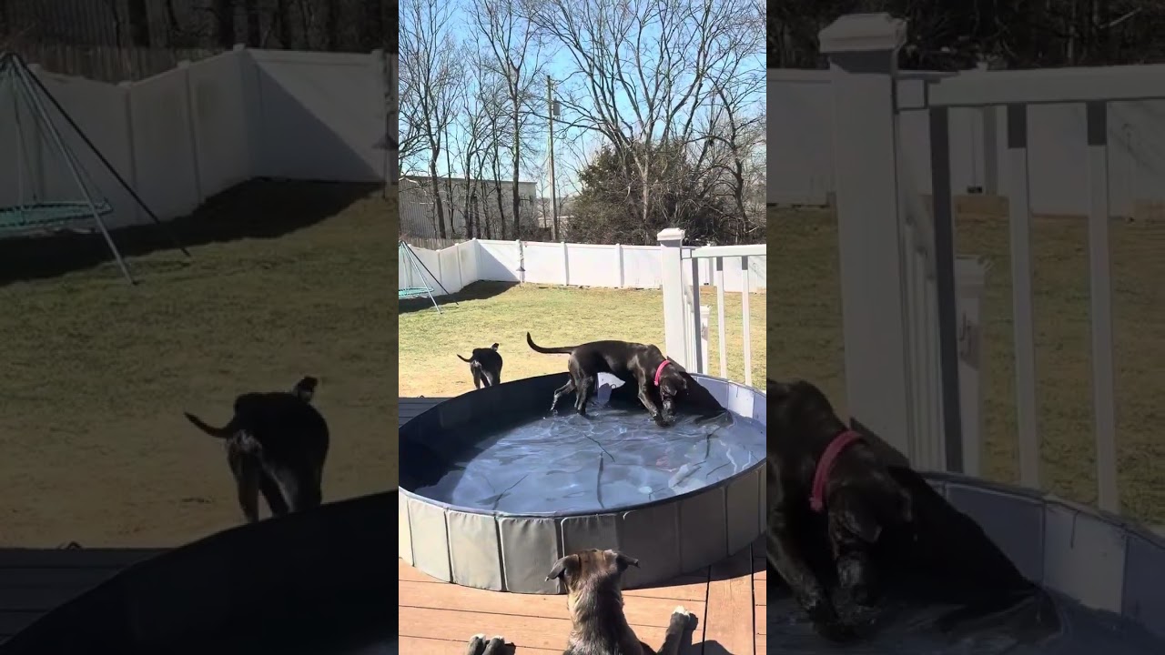 Enlarge Jagger, a Adoptable mixed breed in Kansas City, MO video 6/6