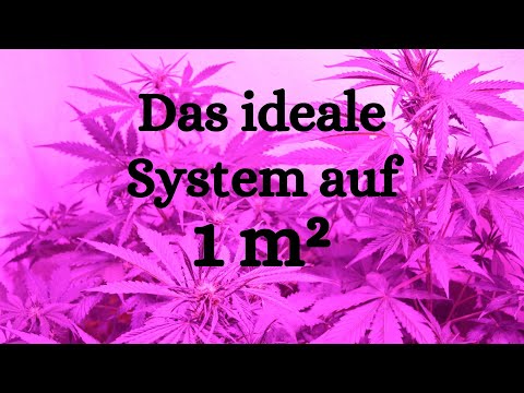 Growbox 100x100 - Wie viele Pflanzen und das beste Komplettset auf 1x1 m