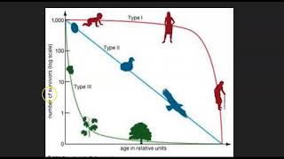 Survivorship curves