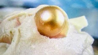 GOLDEN SOUTH SEA PEARL FOUND IN OYSTER.. ON FUN HOUSE TV WOW