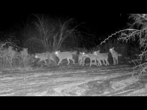 Coyote pack of 6 hootin’ and hollerin’ in camera view