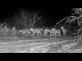 Coyote pack of 6 hootin’ and hollerin’ in camera view