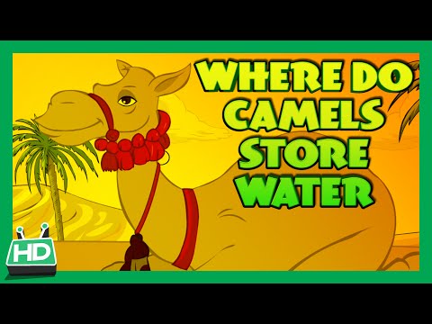 WHERE DO CAMELS STORE WATER ?