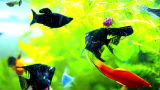 Aquarium Fish Tank | Best Fish Tank Nature Sounds | The Best Relaxing Music for Sleep, Study