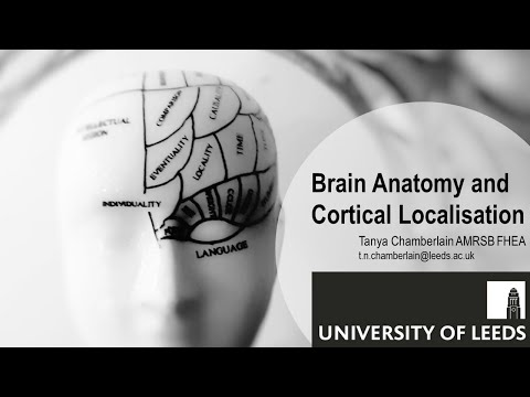 Brain Anatomy and Cortical Localisation