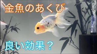 《金魚》金魚のあくびについて調べてみました！